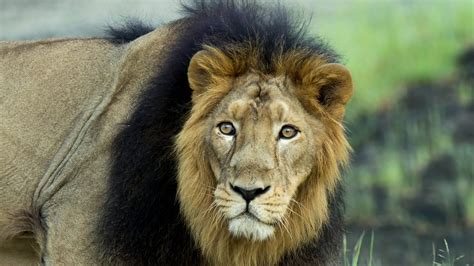 5 Places To See Lions In The Wild Fyne Fettle