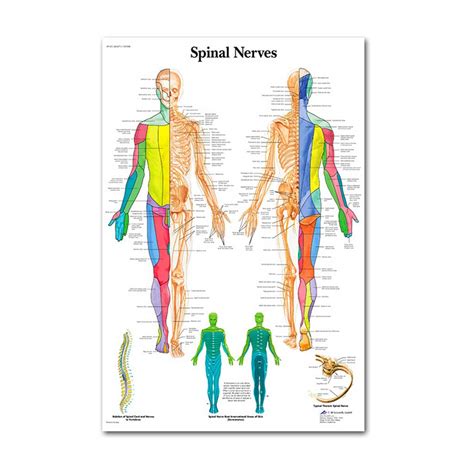 Buy Vxhohdoxs Anatomical Set Laminated Muscular Skeletal