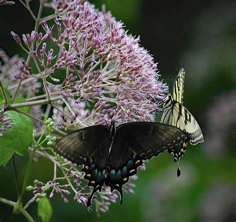 Eastern Tiger Swallowtails Photograph By Lucy Banks