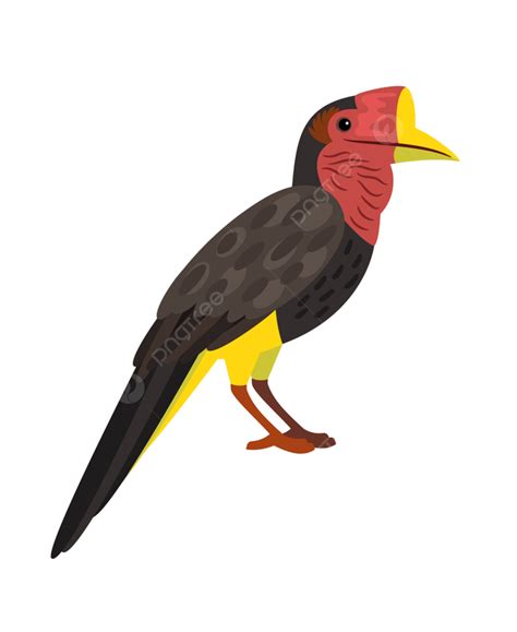 Bird Beak Clipart Hd Png Bird With Big Beak Colorful Hornbill