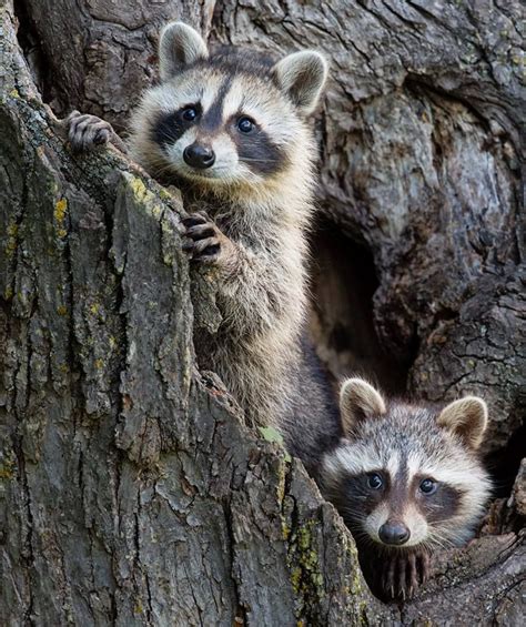 Raccoons Are Really Cute ♥ Nature Animals Animals And Pets Baby