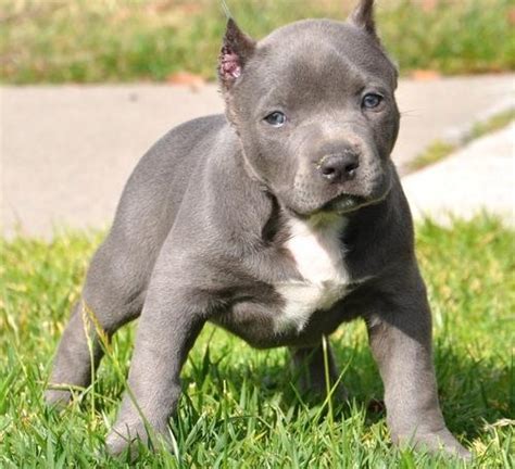< image 1 of 3 >. stunning Blue Nose Pitbull puppies available for Sale in Brooklyn, New York Classified ...