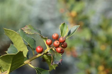 Common Holly Stock Image Image Of Plant Common Cultivar 260939905