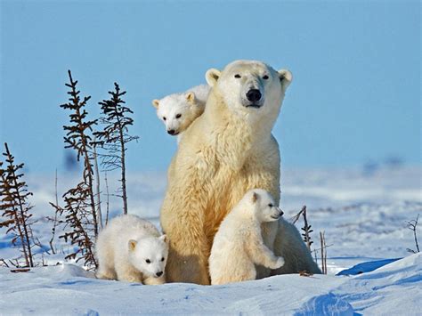 Baby Polar Bear Cubs In Canada Captured With Pictures Ny Daily News
