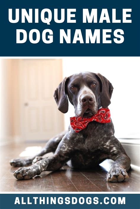 Male Unique Dog Names Dogs Dog Names Unique