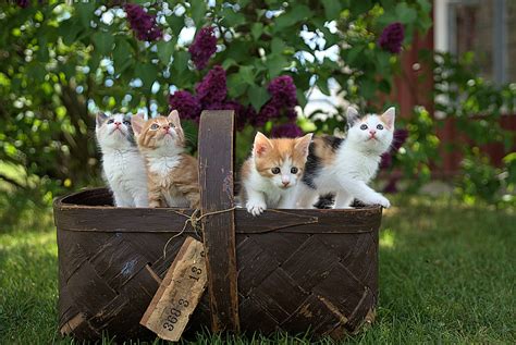A Basket Of Kittens Cute Photos Of Cats And Kittens Popsugar Pets
