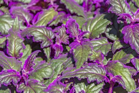 The Ultimate Guide To Grow Purple Passions Gynura Aurantiaca