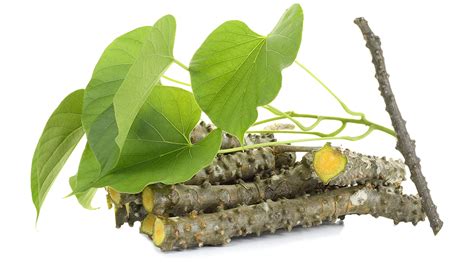 Giloy Plant Benefits And All You Should Know Healthkart