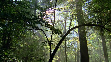 Planet Earth Seasonal Forests Youtube