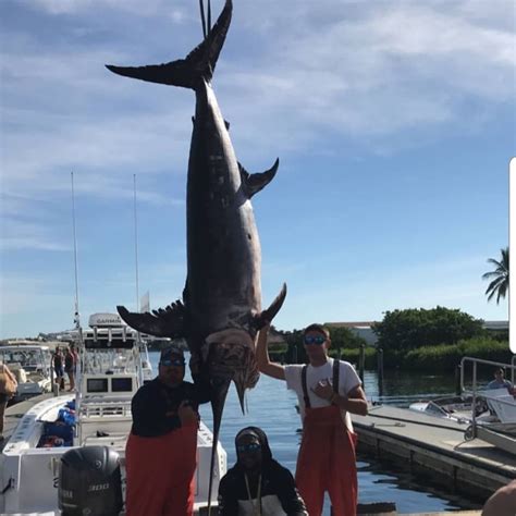 Monster 671 Lb Swordfish Caught Fishing In Florida Keys Out Of