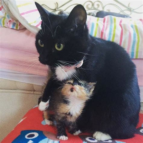 Calico Kitten Lost Her Mom But Found Love In A Bunny And A Rescue Cat