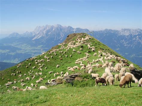 Hiking info, trail maps, and 3 trip reports from hauser kaibling (2,015 m) in austria. Schäfchenzählen am Hauser Kaibling | Hauser Kaibling