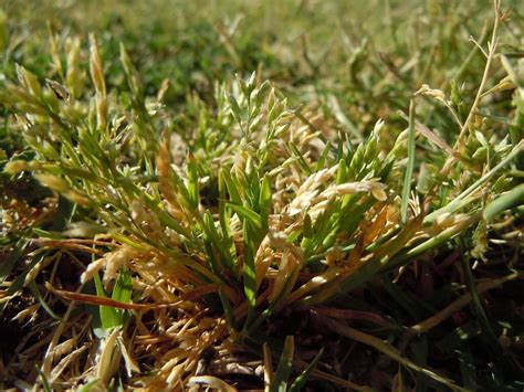 Why Do I Have Poa Annua Annual Bluegrass Fairway Green