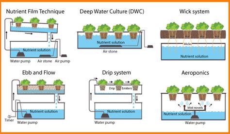 Introduction To Hydroponic Farming System And Its Benefits And Uses