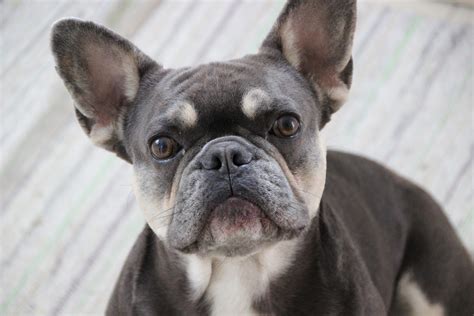 They may impact the health of the breed. Using Ear Cleaners For Otitis Externa