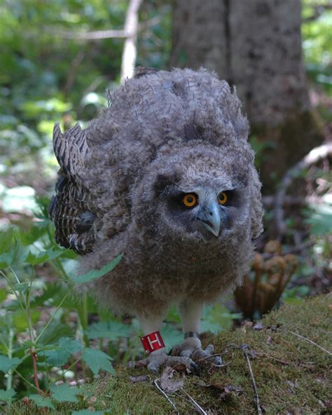 Saving The Blakistons Fish Owl Focusing On Wildlife