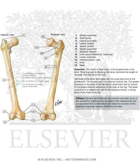 Osteology Of The Femur