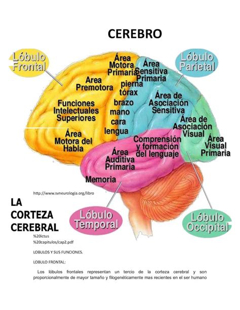 El Cerebro Y Sus Funciones Cerebro Humano Anatomia Del Cerebro Images