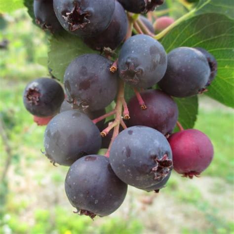 Where To Find Saskatoon Berries In Michigan 2015 Eat Like No One Else