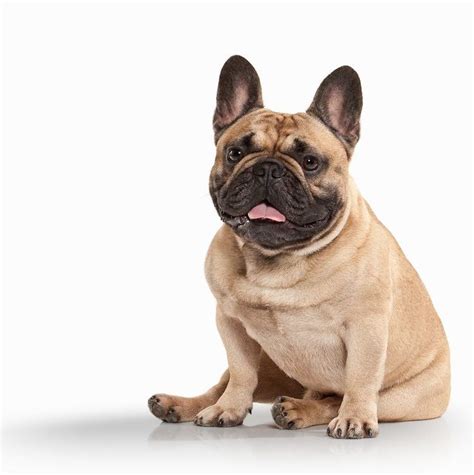 This area is not for people to post their dog for a profit rehoming fee. French Bulldogs for Adoption - French Bulldog Puppies for ...
