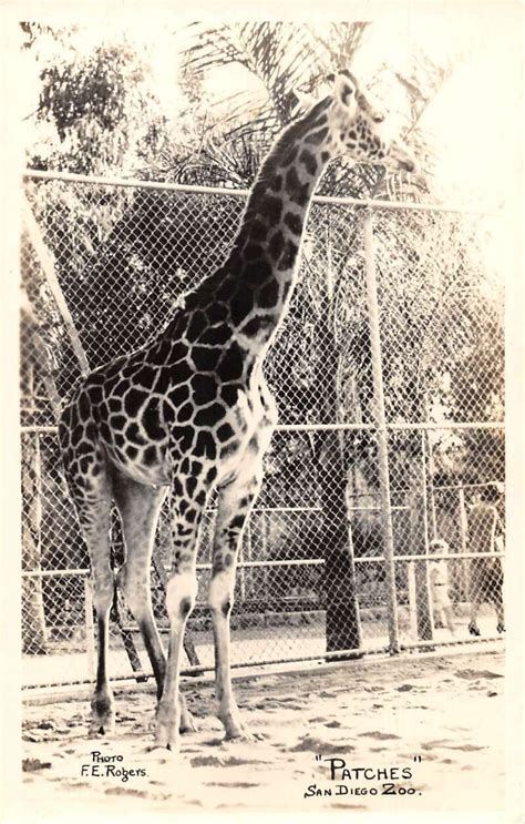 San Diego California Zoo Giraffe Patches Real Photo Vintage Postcard