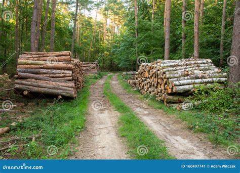 Piles Of Cut Tree In The Woods Stock Image Image Of Wooden Industry