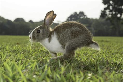 30 Cute Bunny Pictures To Make You Smile — Adorable Bunnies