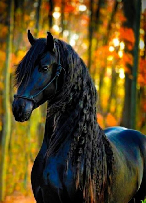 Friesian Horse Wallpapers Top Free Friesian Horse Backgrounds