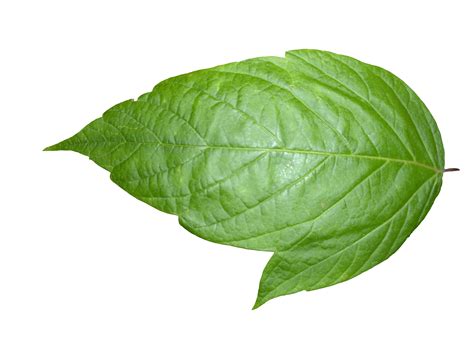 Plant Textures Leaf06png Liberated Pixel Cup