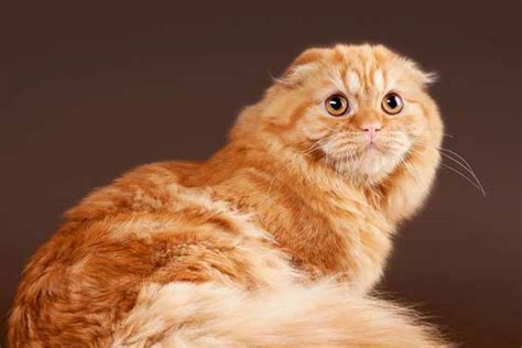 Fun Facts And Trivia About Scottish Fold Cats Pet