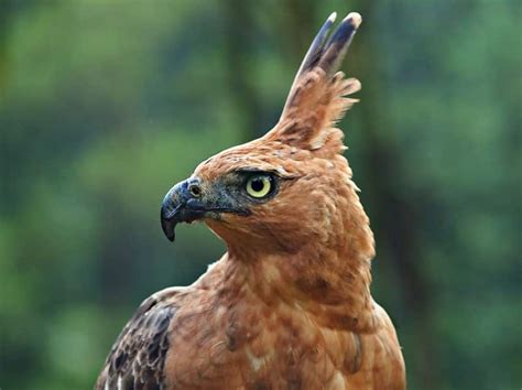 Burung Garuda Sejarah Makna Fakta Unik Lengkap