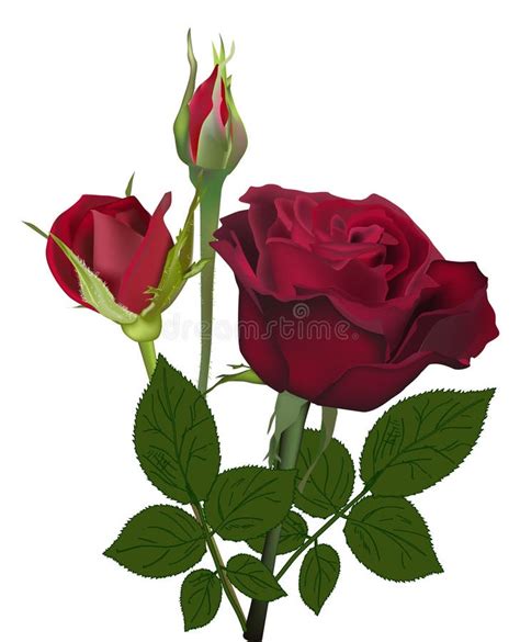 Dark Red Rose Flower And Buds Isolated On White Stock Vector Image