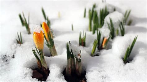 Spring Time Lapse Winter Snow Melts Flower Crocus Early Spring Flowers