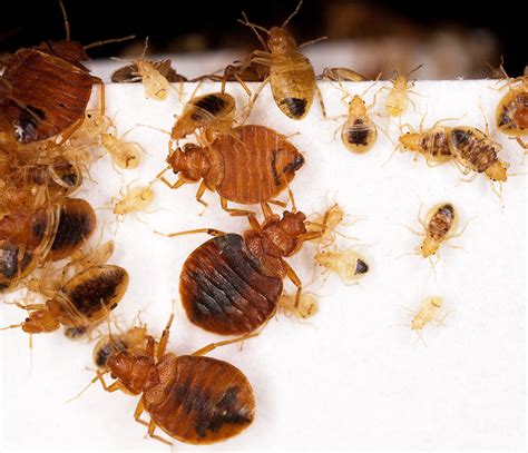 Disclosing Bed Bug Infestation To Potential Tenants Can Save Landlords