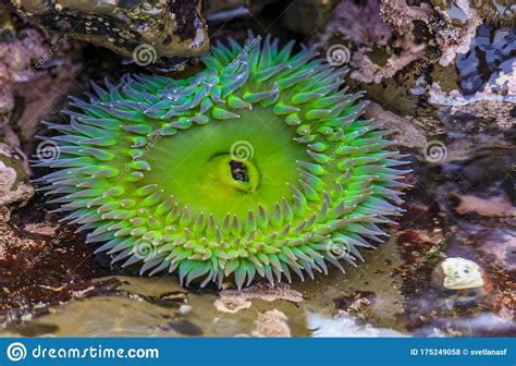 Giant Green Anemone In A Tide Pool At Fitzgerald Marine