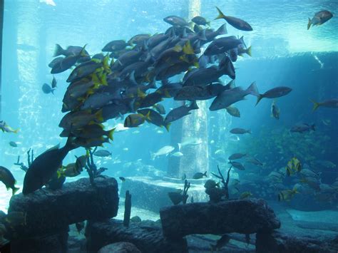 Atlantis Aquarium The Dig Our Endless Memories Flickr
