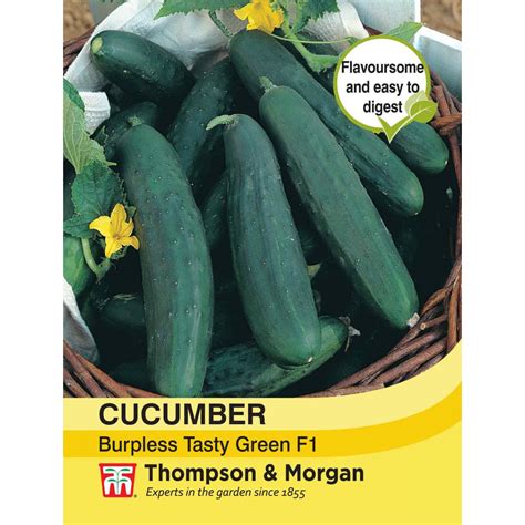 Cucumber Burpless Tasty Green Thirsk Garden Centre