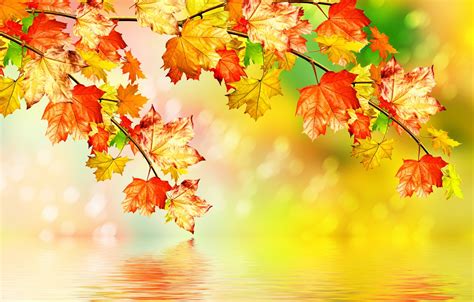 Wallpaper Autumn Leaves Water Maple Images For Desktop Section
