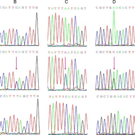 Genomic Dna Sanger Sequencing Of The 5 Different Snp Genotypes In Famlf Download Scientific