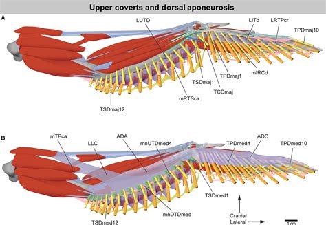 Bird Wing Anatomy Feathers