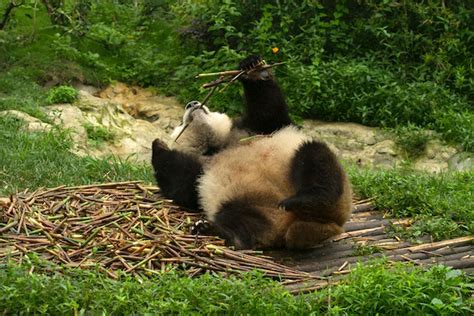 Le Panda Est Herbivore Ou Carnivore Dossier Royaume Panda