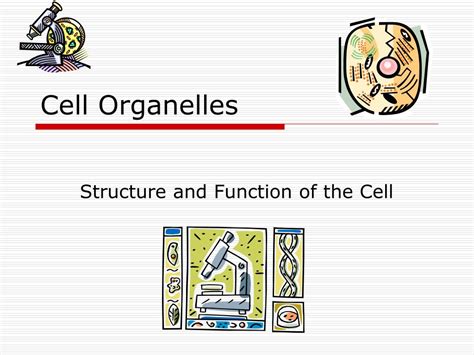 Ppt Cell Organelles Powerpoint Presentation Free Download Id1458088