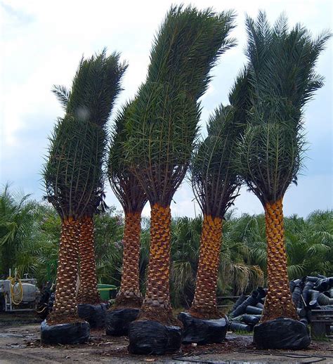 Phoenix Sylvestris Robusta Sylvester Date Palm Robustafield Grown
