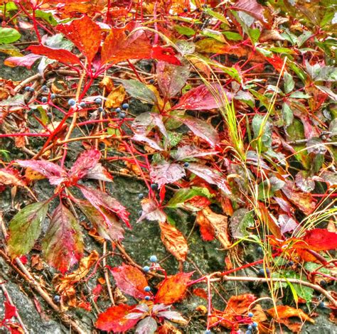 Autumn Leaves Background Free Stock Photo Public Domain Pictures
