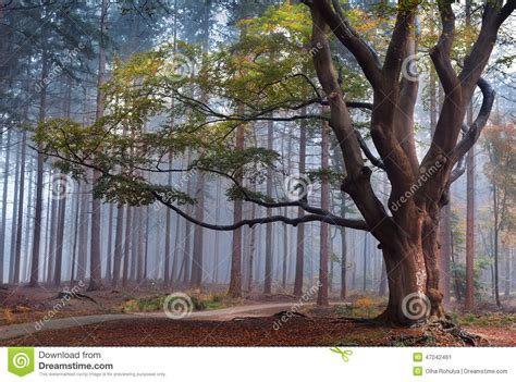 Beech Tree In Misty Forest During Autumn Stock Image
