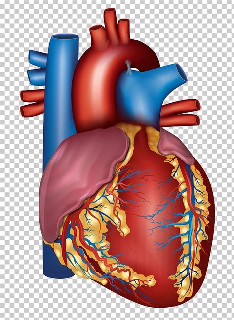 Blood Vessel Heart Circulatory System Artery Health Png Clipart