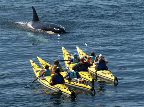 Canoeing Puget Sound Orcas Crystal Seas Kayaking Guide To The San