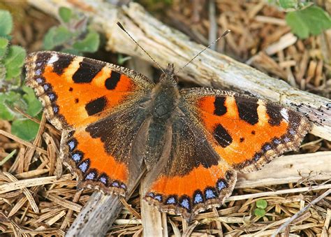 Small Tortoiseshell Aglais Urticae 26 In My Photo A Day Flickr