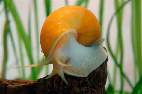 List Of Freshwater Aquarium Snails Pros And Cons Shrimp And Snail