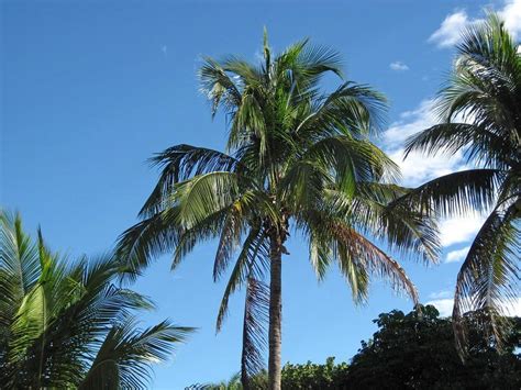 Coconut Tree Vs Palm Tree Naturallist